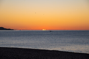 Silhouette of seagulls flying across the Mediterranean Sea in calm waters illuminated by the first...