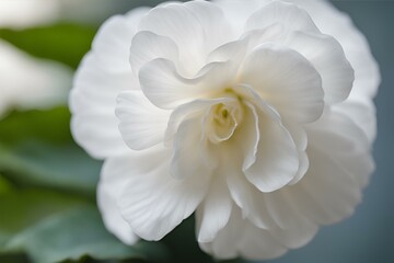 A close-up photo of a white Begonia with blurred background, White flower background