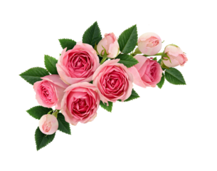 Pink rose flowers and buds in a festive corner floral arrangement isolated on white or transparent background