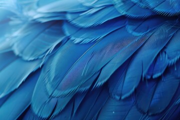 Blue Soft Background. Soft Feather Texture Design with Blue Bird's Feathers