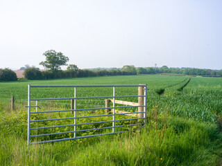 Farm gates open on a field heading into a crop, with tire tracks from the tractor on a warm summer day in the uk. Thick uncut grass in vibrant green and hazy blue sky