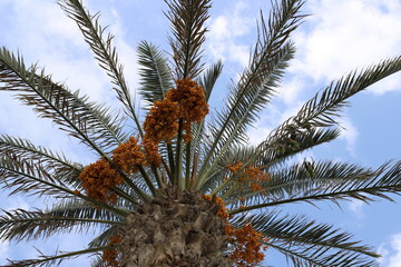 Dates are ripe on a tall palm tree in a city park.
