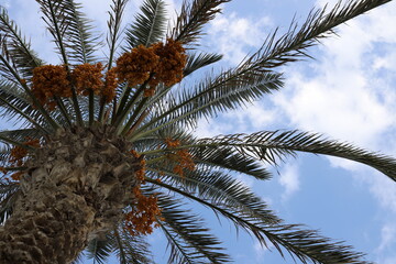Dates are ripe on a tall palm tree in a city park.