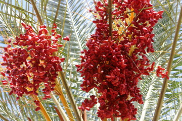 Dates are ripe on a tall palm tree in a city park.