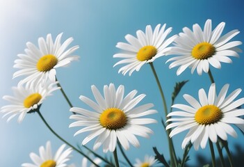 Obraz premium Daisies flower closeup Realistic Light understand sun light significantly summer season flower concept