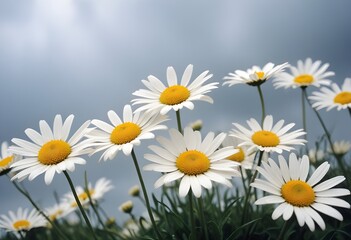 Obraz premium Daisies flower closeup Realistic Light understand sun light significantly summer season flower concept