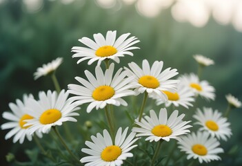 Fototapeta premium Daisies flower closeup Realistic Light understand sun light significantly summer season flower concept