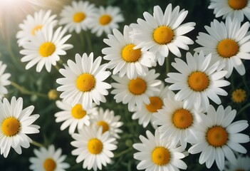 Fototapeta premium Daisies flower closeup Realistic Light understand sun light significantly summer season flower concept