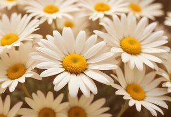 Obraz premium Daisies flower closeup Realistic Light understand sun light significantly summer season flower concept