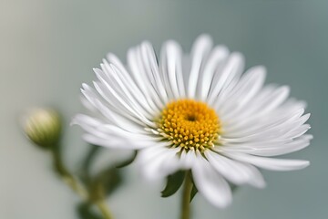 Fototapeta premium A close-up photo of a white Aster with blurred background, white flower background
