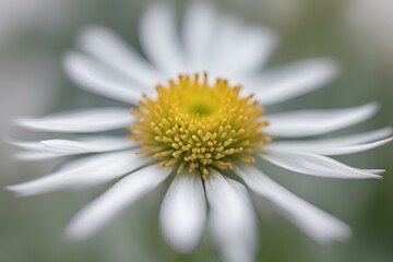 Fototapeta premium A close-up photo of a white Aster with blurred background, white flower background