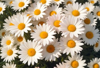 Fototapeta premium Daisies flower closeup Realistic Light understand sun light significantly summer season flower concept