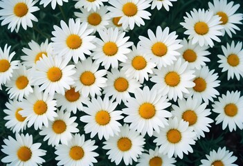 Obraz premium Daisies flower closeup Realistic Light understand sun light significantly summer season flower concept
