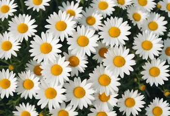 Daisies flower closeup Realistic Light understand sun light significantly summer season flower concept