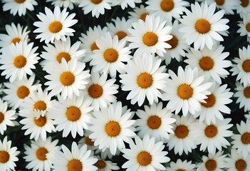 Fototapeta premium Daisies flower closeup Realistic Light understand sun light significantly summer season flower concept