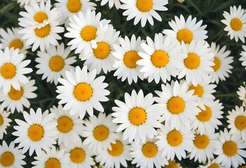 Obraz premium Daisies flower closeup Realistic Light understand sun light significantly summer season flower concept