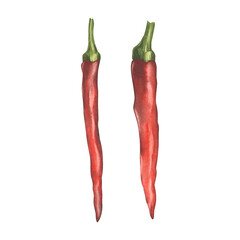 Red hot pepper. Watercolor illustration. Gardening, growing hot vegetables. Seasoning, ingredient for cooking. For background, packaging, banner, label