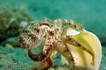 Close-up of a Coconut Octopus (Amphioctopus marginatus, aka Veined Octopus) on the Go, Carrying a...