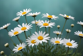 Fototapeta premium Daisies flower closeup Realistic Light understand sun light significantly summer season flower concept
