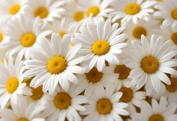 Fototapeta premium Daisies flower closeup Realistic Light understand sun light significantly summer season flower concept