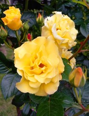 yellow roses bouquet