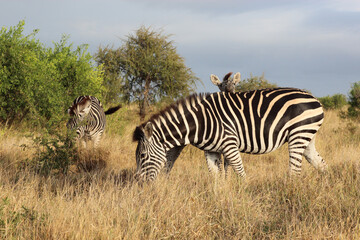 Steppenzebra / Burchell's zebra / Equus quagga burchellii.