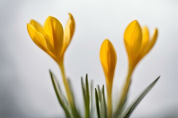 Fototapeta premium A close-up photo of a yellow crocus with blurred background