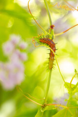caterpillar on a leaf