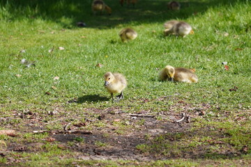 Baby geese