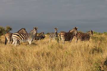 Obraz premium Steppenzebra / Burchell's zebra / Equus quagga burchellii