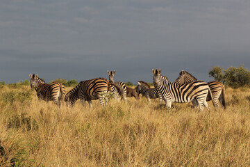 Steppenzebra / Burchell's zebra / Equus quagga burchellii