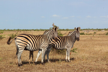 Steppenzebra / Burchell's zebra / Equus quagga burchellii