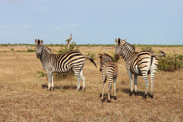 Steppenzebra / Burchell's zebra / Equus quagga burchellii.