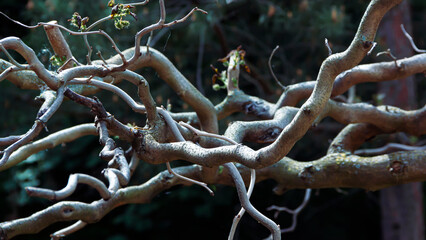 Graphic of tree branches, for background