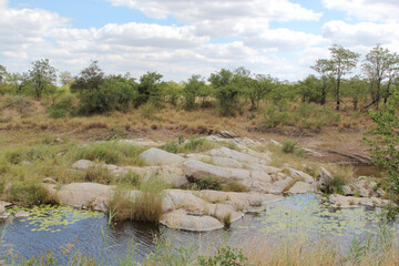Afrikanischer Busch - Krügerpark - Tsendze River / African Bush - Kruger Park - Tsendze River /