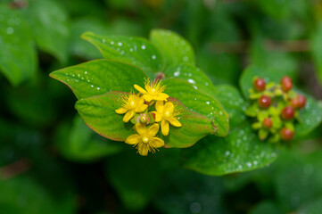 Hypericum androsaemum tutsan bright yellow flowers in bloom, ornamental flowering petal garden plant