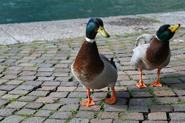 Zwei Enten am Steg vom Garda See in Riva del Garda zu Ostern 2024