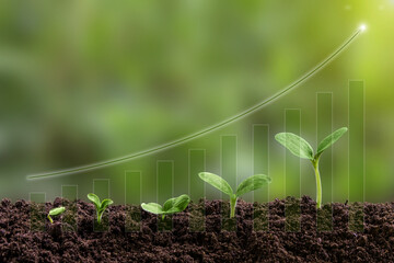 Young green seedling are growing from the rich soil in sunlight. Business growth, success,...