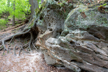 A large rock with a tree growing out of it. The tree is surrounded by moss and has roots that are visible