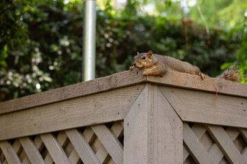 squirrel on a fence