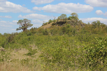 Affenbrotbaum am Bowerkop / Baobab at Bowerkop / Adansonia digitata