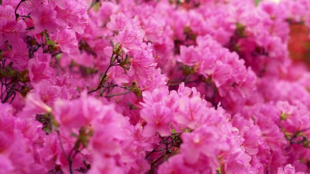Abstract natural video with peon blooming flowers and blured backgrounds