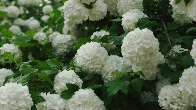 Abstract natural video with hydrangea blooming flowers and blured backgrounds