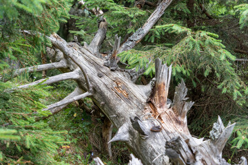 Fallen tree trunk in the forest. Coniferous forest in the mountains.