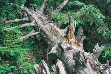 Fallen tree trunk in the forest. Coniferous forest in the mountains.