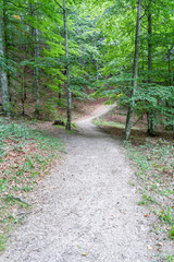 Empty gravel forest road in the mountains of Romania.