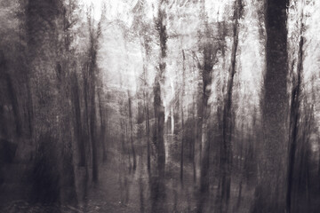 Monochrome dark moody forest in Carpathian Mountains. Motion blur intentional camera movement.