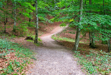 Empty gravel forest road in the mountains of Romania.