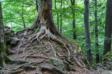 Tree roots at the surface of the ground in the forest