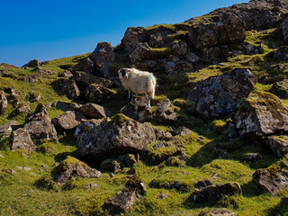 mountain goat on the rock landscape